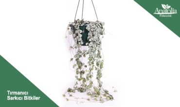 Tırmanıcı Sarkıcı Bitkiler